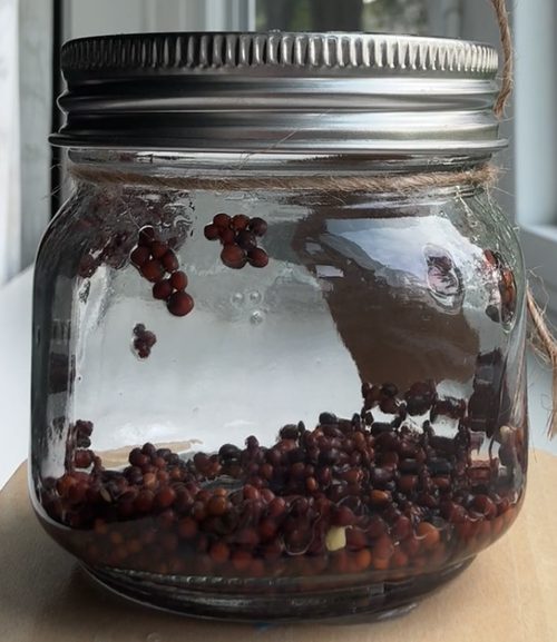 Broccoli seed jar, day 1