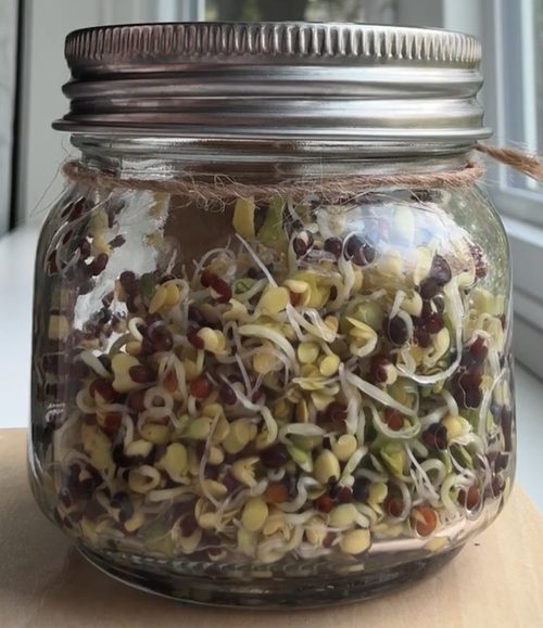 Broccoli seed jar, day 5, fully sprouted